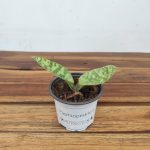 Paphiopedilum Sem Flor V.9