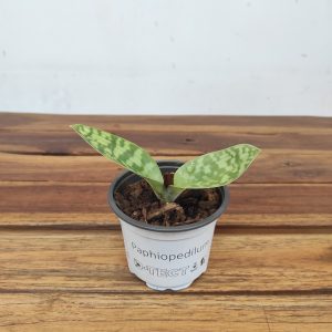 Paphiopedilum Sem Flor V.9