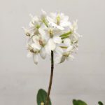 Epidendrum Branco