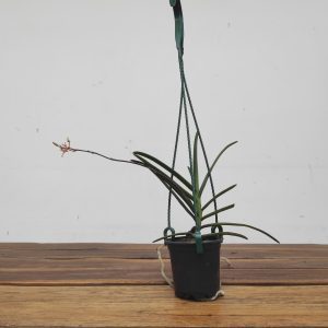 Renanthera Monachica - Suspensão