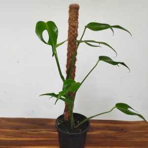 Monstera 'Burle Marx Flame'