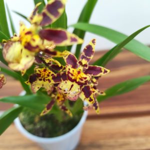Oncidium Titanium V.9