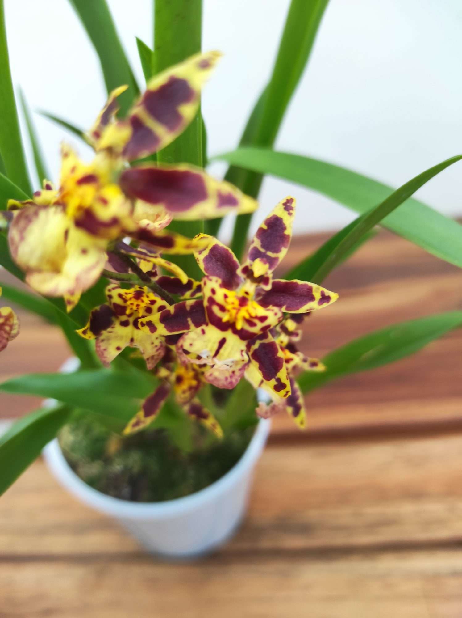 Oncidium Titanium V.9