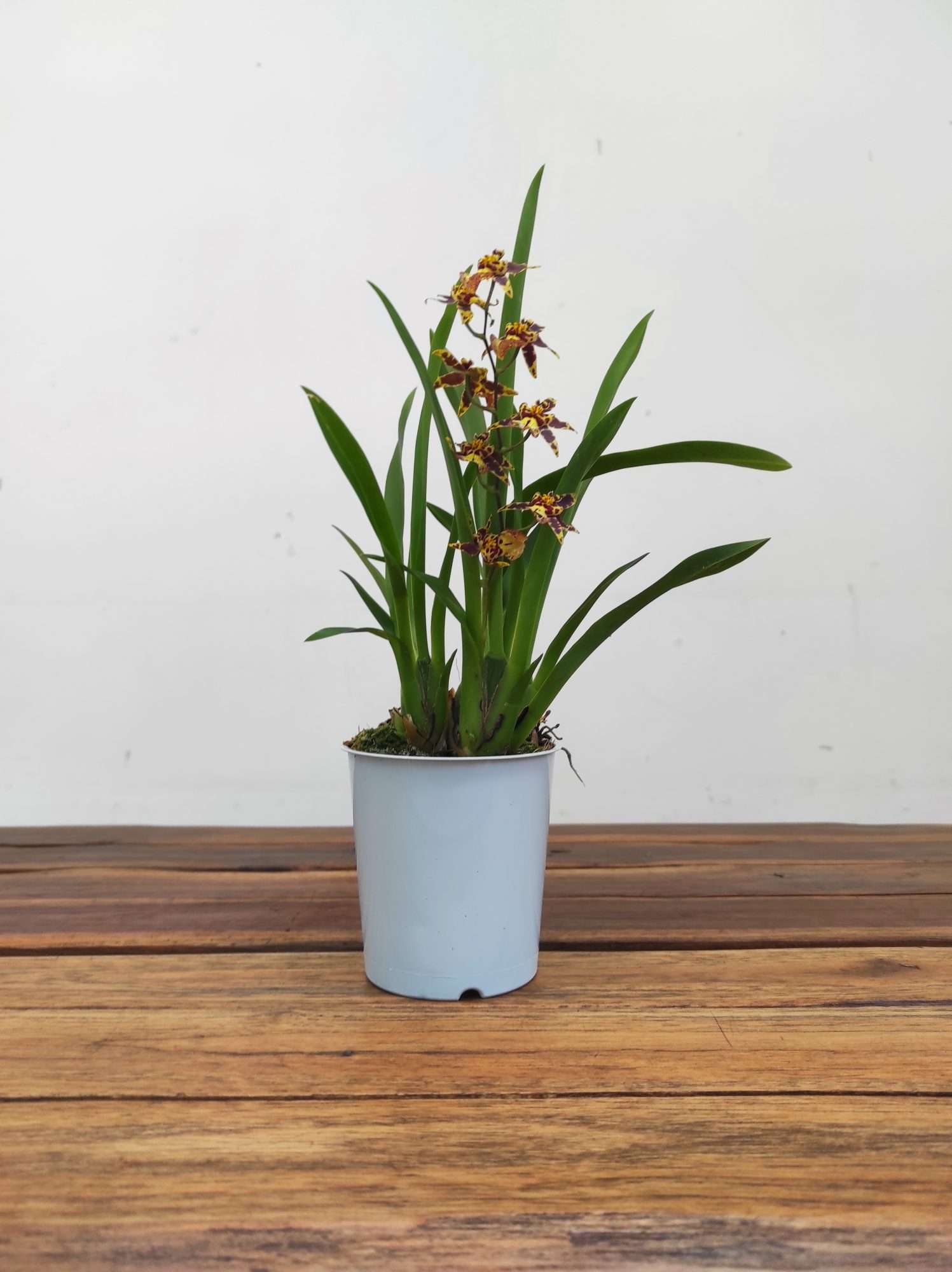 Oncidium Titanium V.9 - Image 2