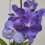 Vanda Hibrida