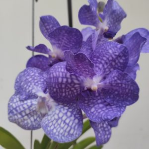 Vanda Hibrida