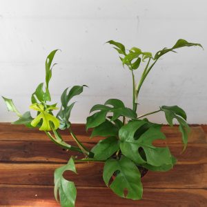 Rhaphidophora Tetrasperma