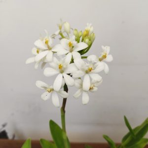 Epidendrum Branco