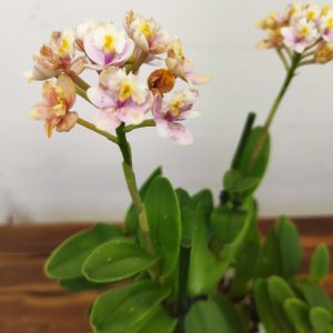Epidendrum Rosa