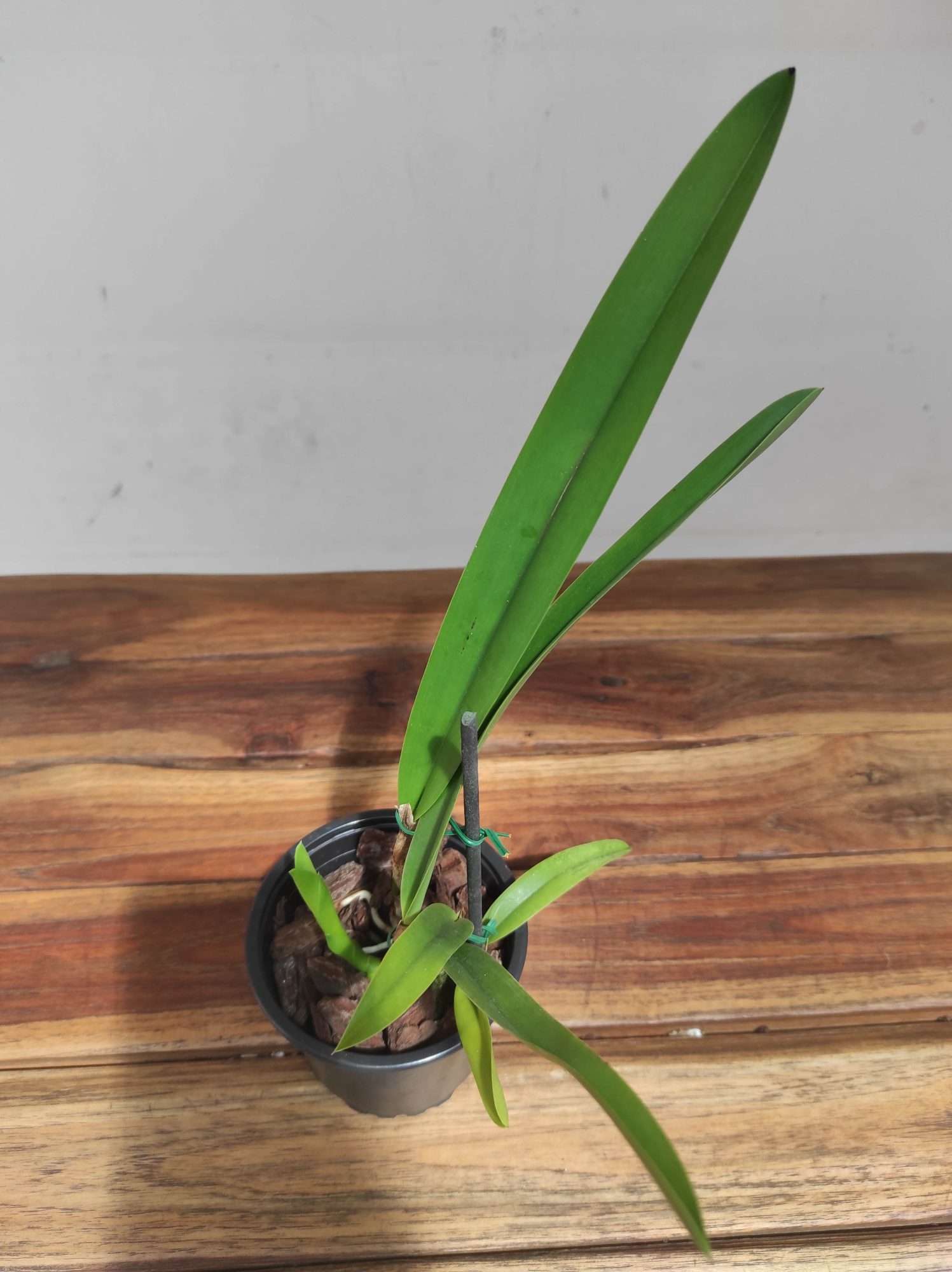 Cattleya Grandis - Sem flor - Image 2
