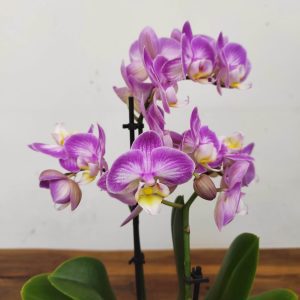 Phalaenopsis V.9