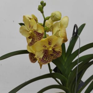 Vanda Hibrida