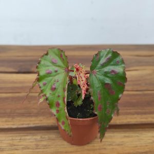 Begonia 'Pink Dottie'