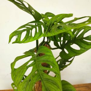 Monstera Obliqua 'Leichtlinii'