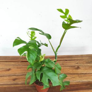 Rhaphidophora Tetrasperma V.12