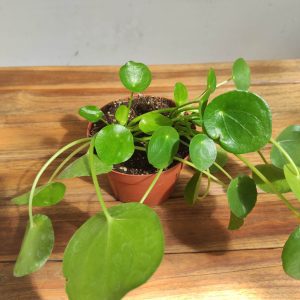 Pilea Peperomioides V.12