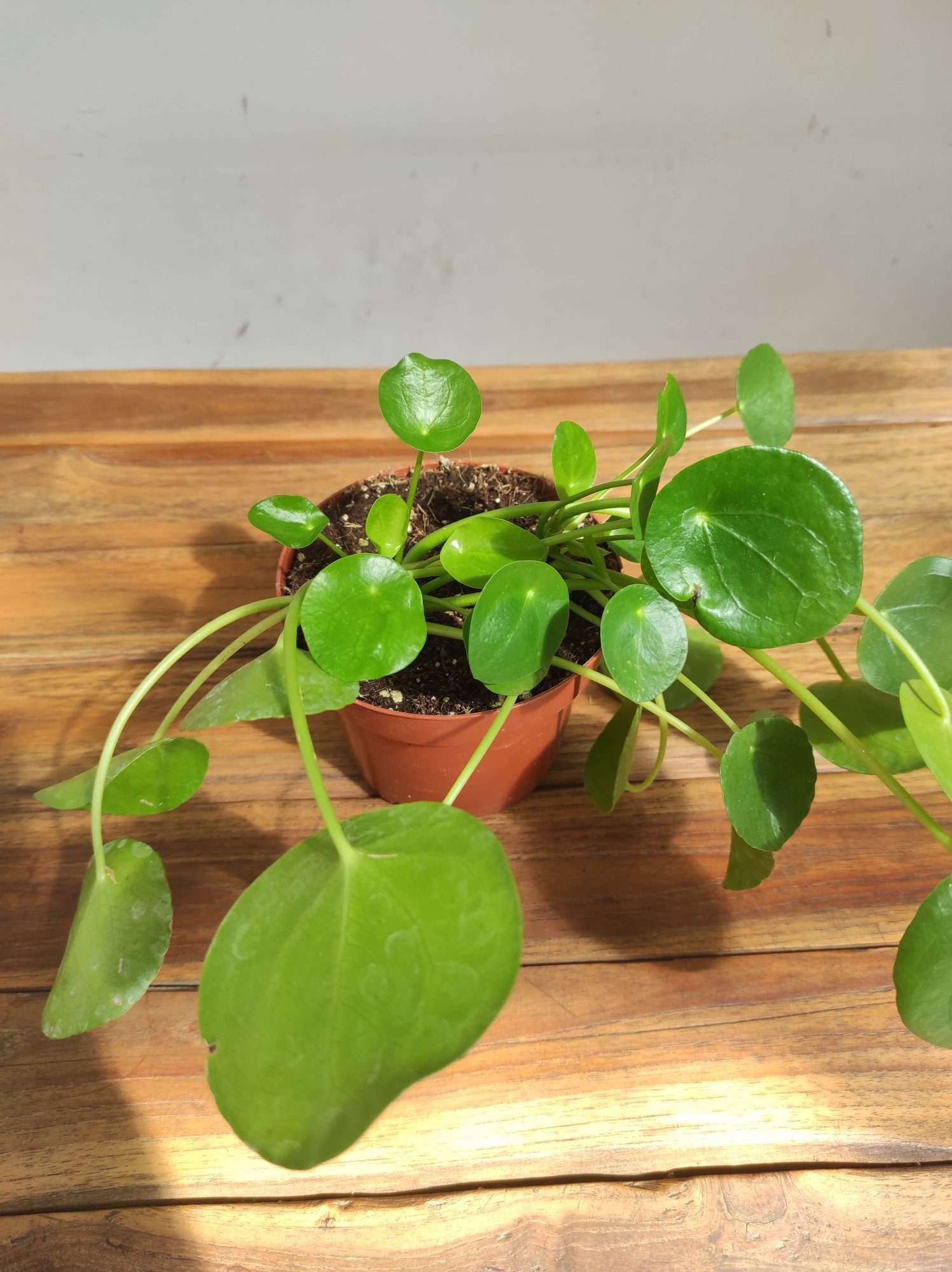 Pilea Peperomioides V.12