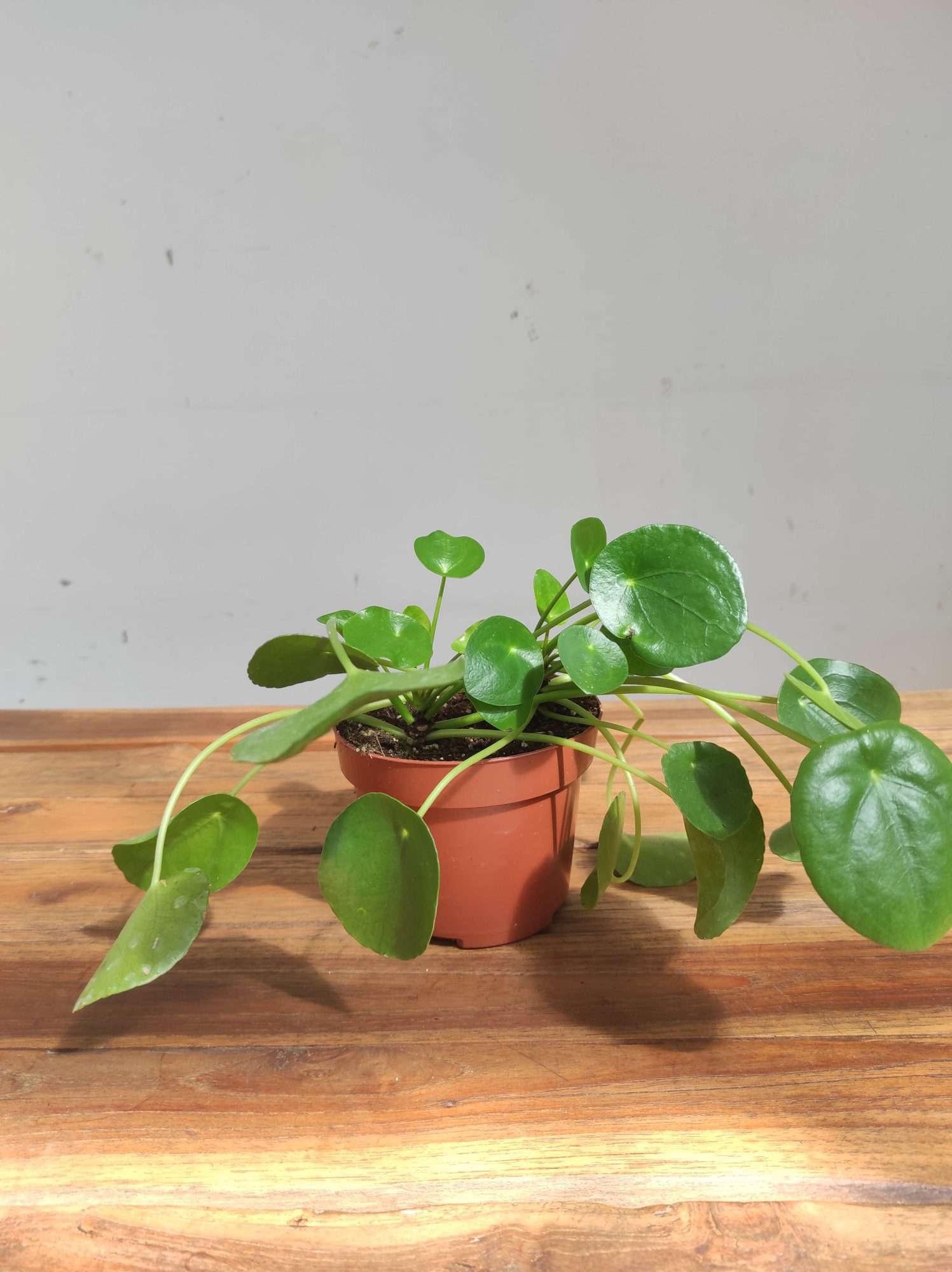 Pilea Peperomioides V.12 - Image 2