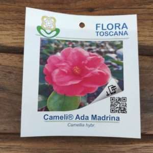 Camelia Ada Madrina - V.14