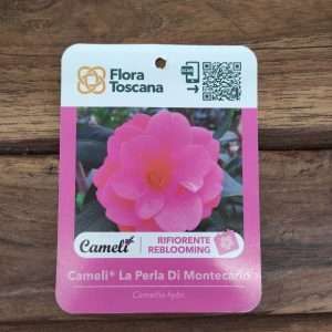 Camelia La Perla Di Montecarlo -V.14