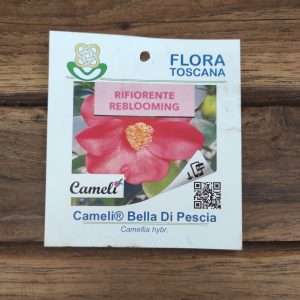 Camelia Bella Di Pescia - V.14