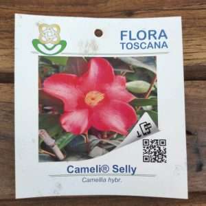 Camelia Selly - V.14