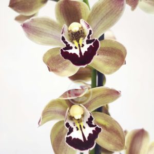 Cymbidium - Flor Grande