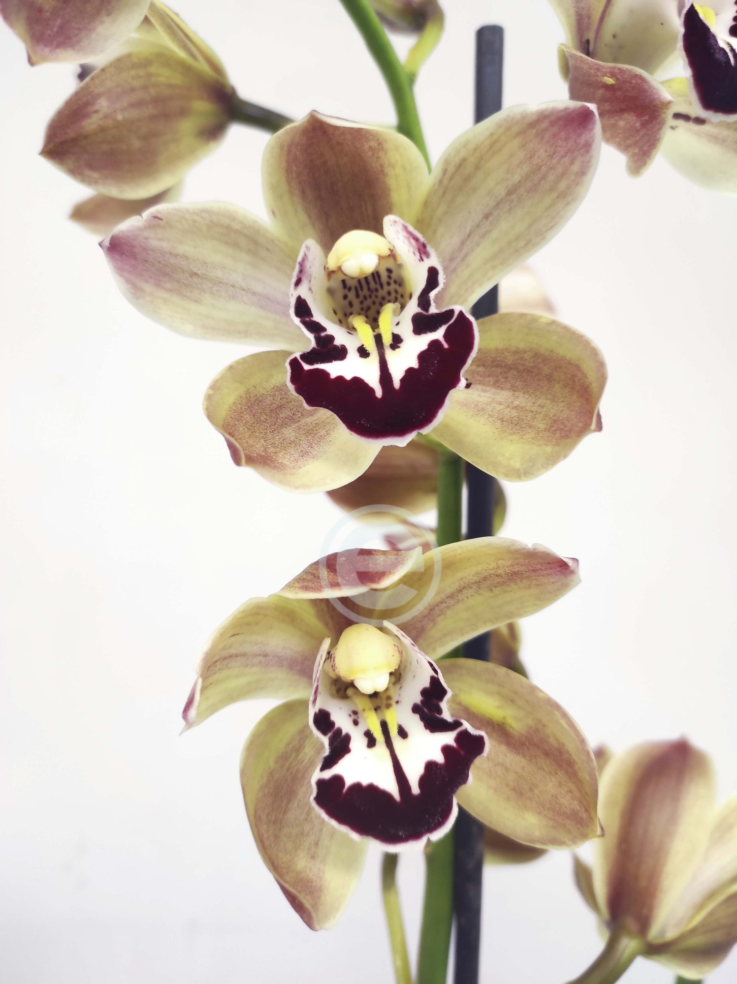 Cymbidium - Flor Grande