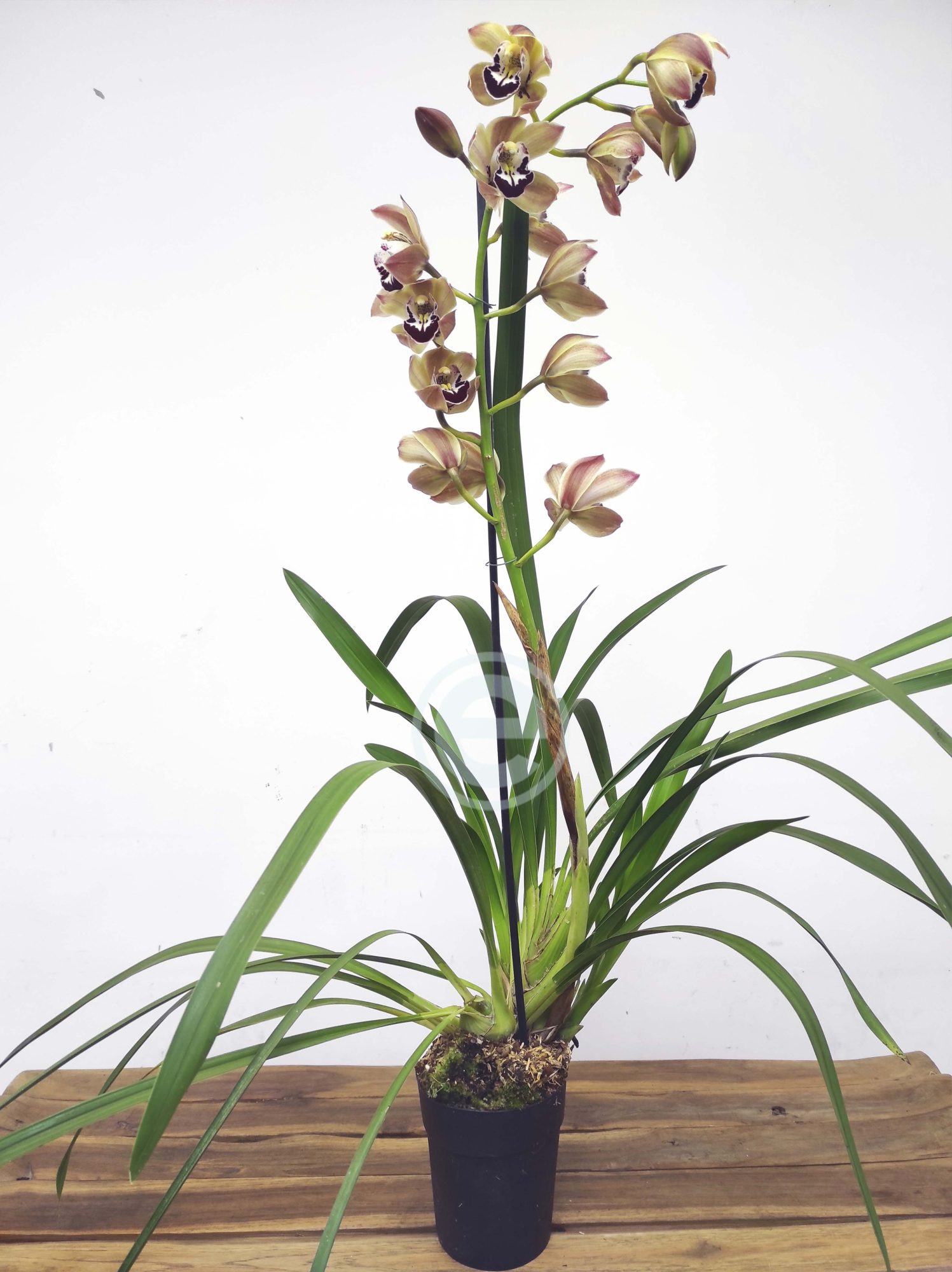 Cymbidium - Flor Grande - Image 2