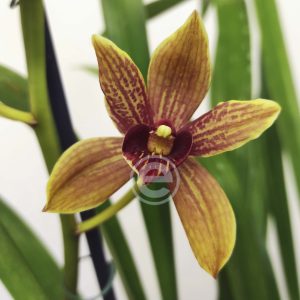 Cymbidium - Flor Grande