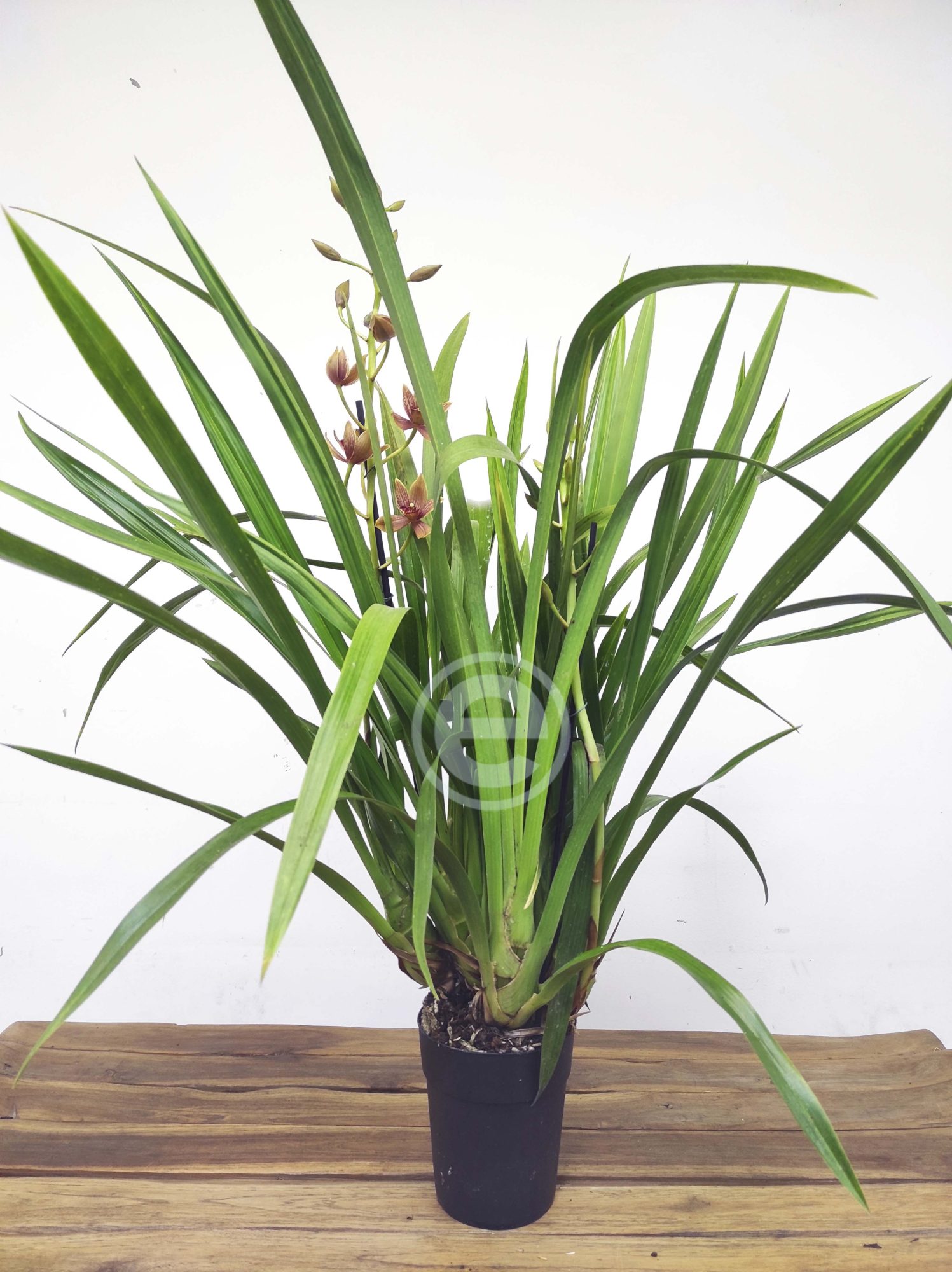 Cymbidium - Flor 5 cm - Image 2