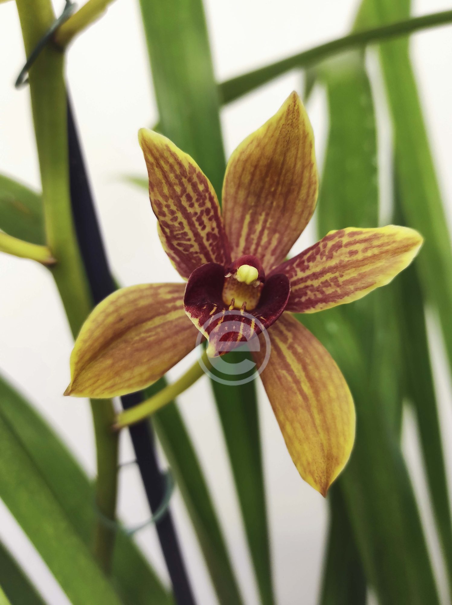 Cymbidium - Flor 5 cm