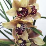 Cymbidium - Flor Grande