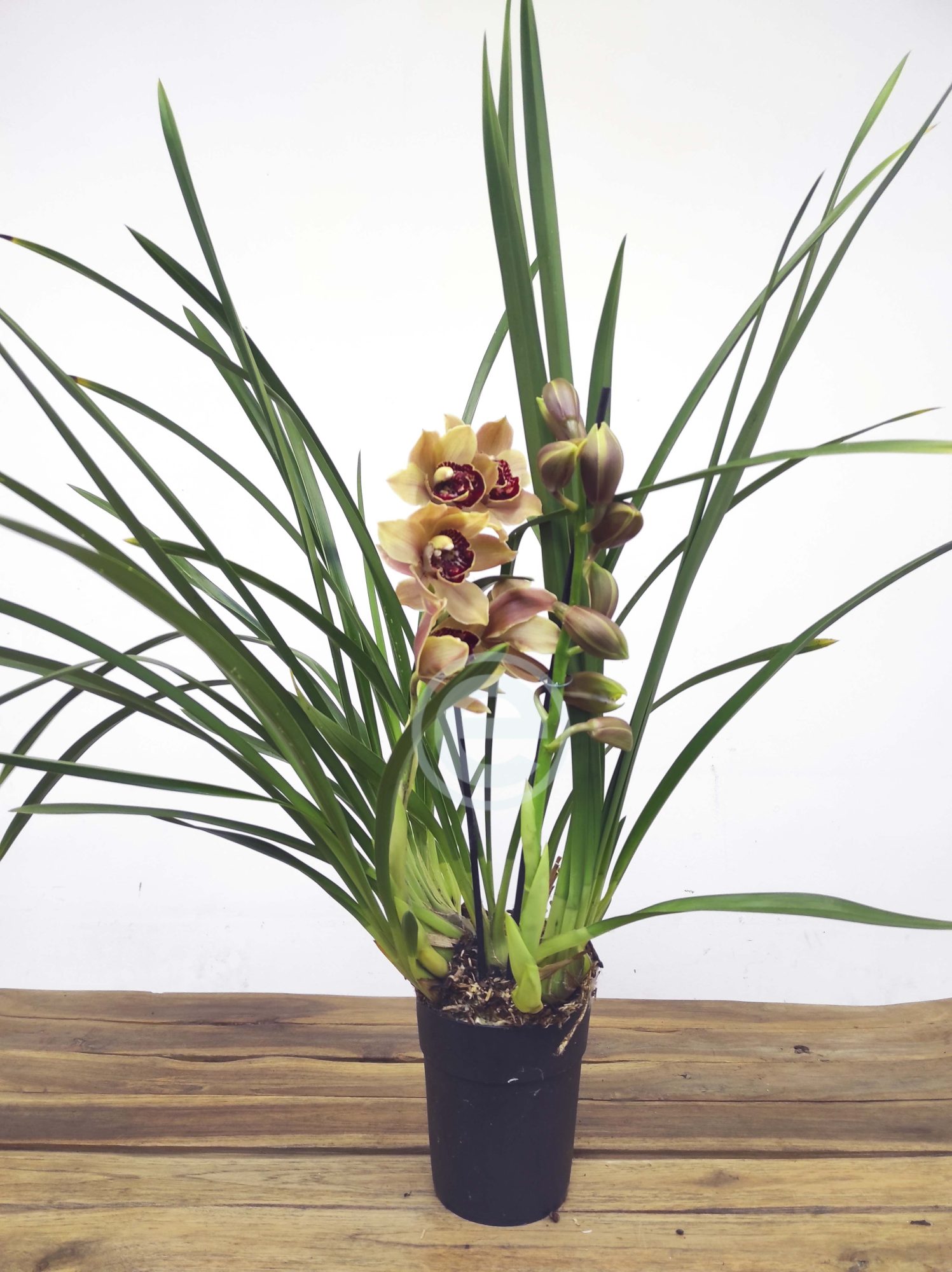 Cymbidium - Flor Grande - Image 2
