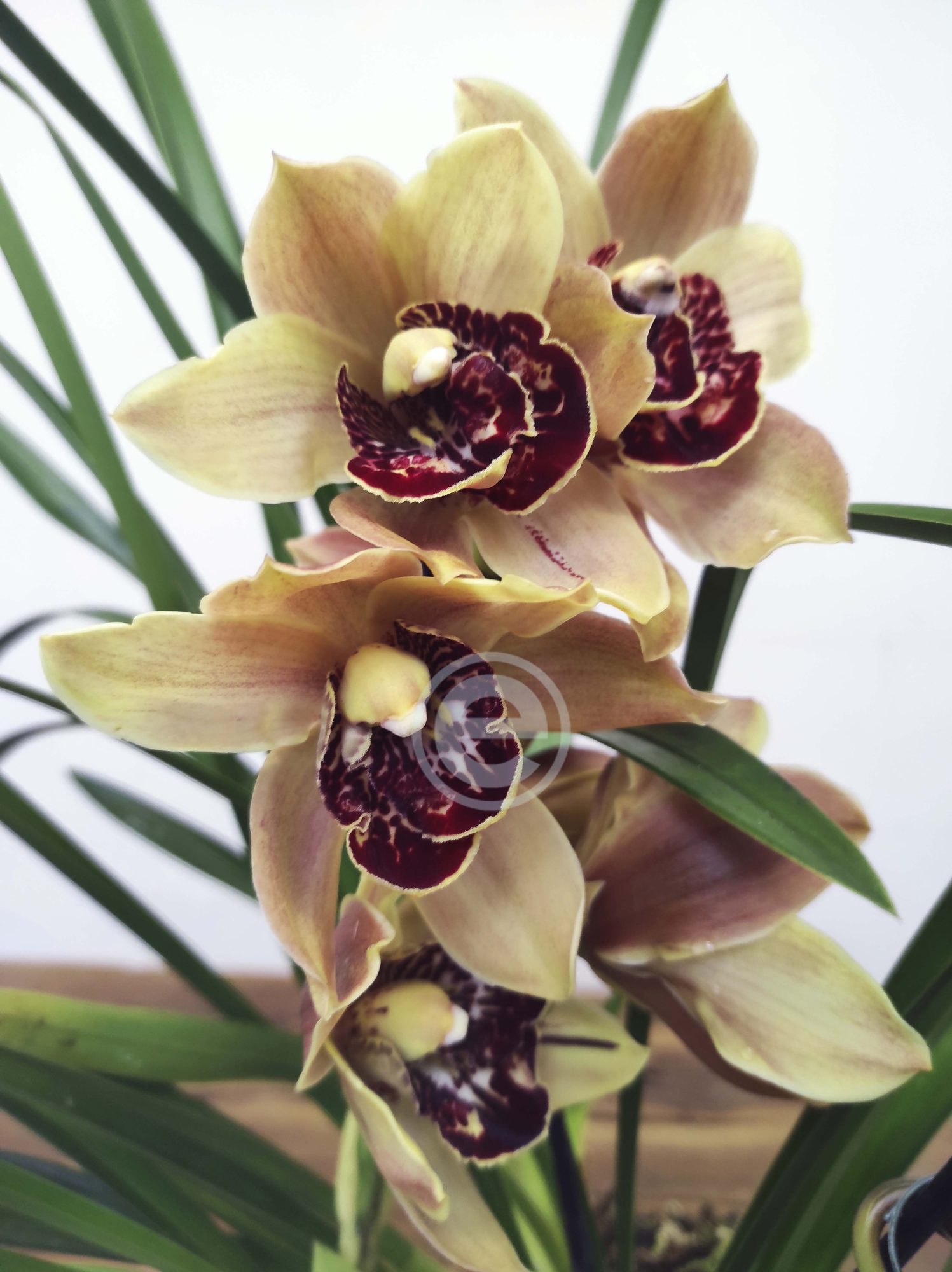 Cymbidium - Flor Grande