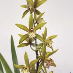Cymbidium - Flor Grande