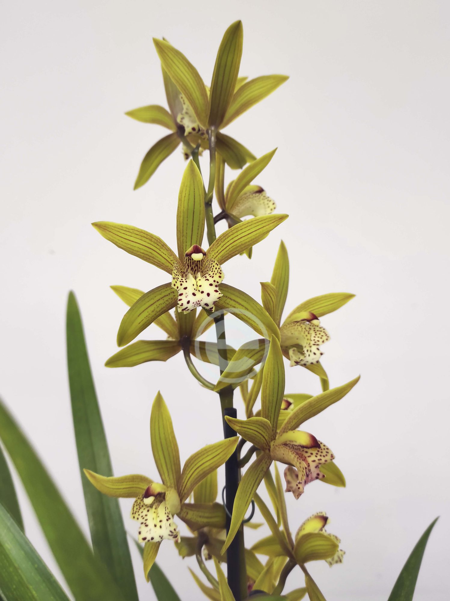 Cymbidium - Flor Grande