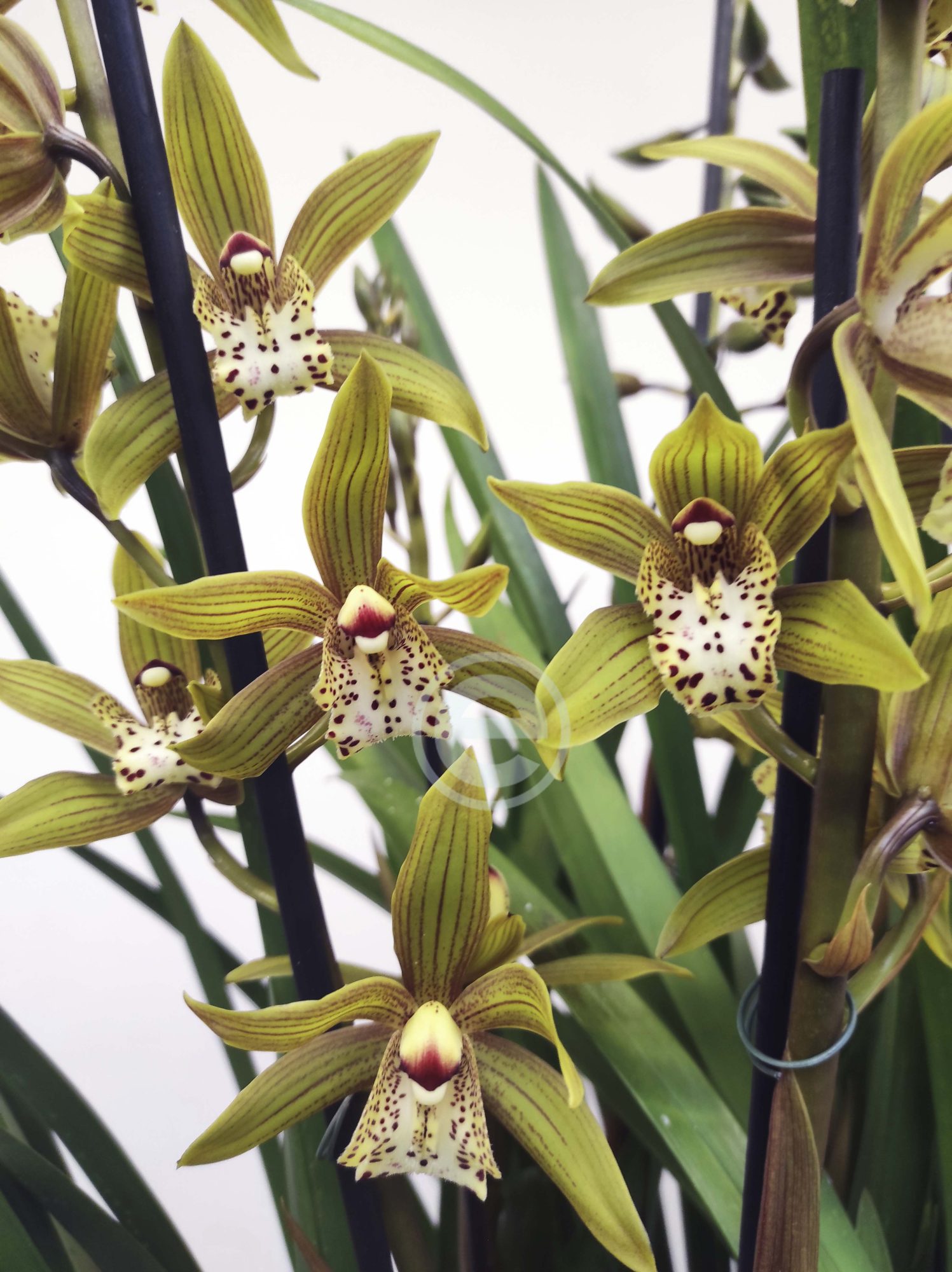 Cymbidium - Flor Grande - Image 2
