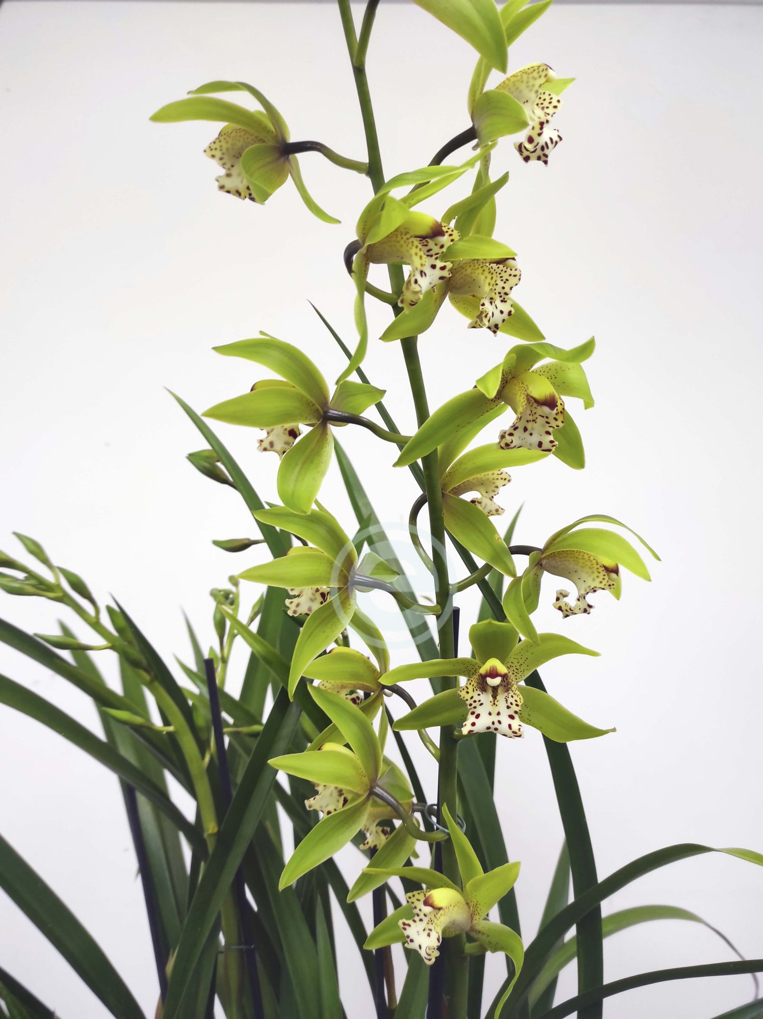 Cymbidium - Flor Grande - Image 2
