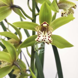 Cymbidium - Flor Grande