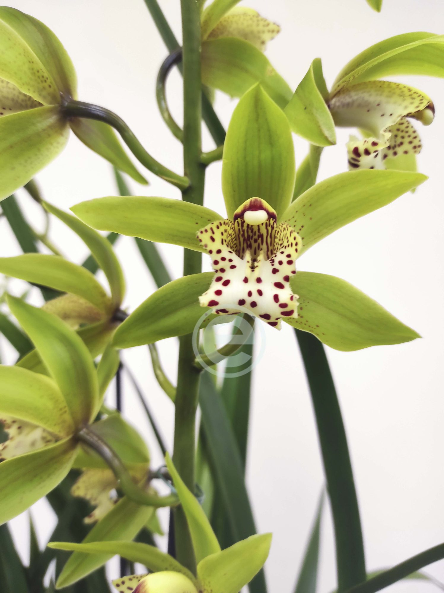 Cymbidium - Flor Grande