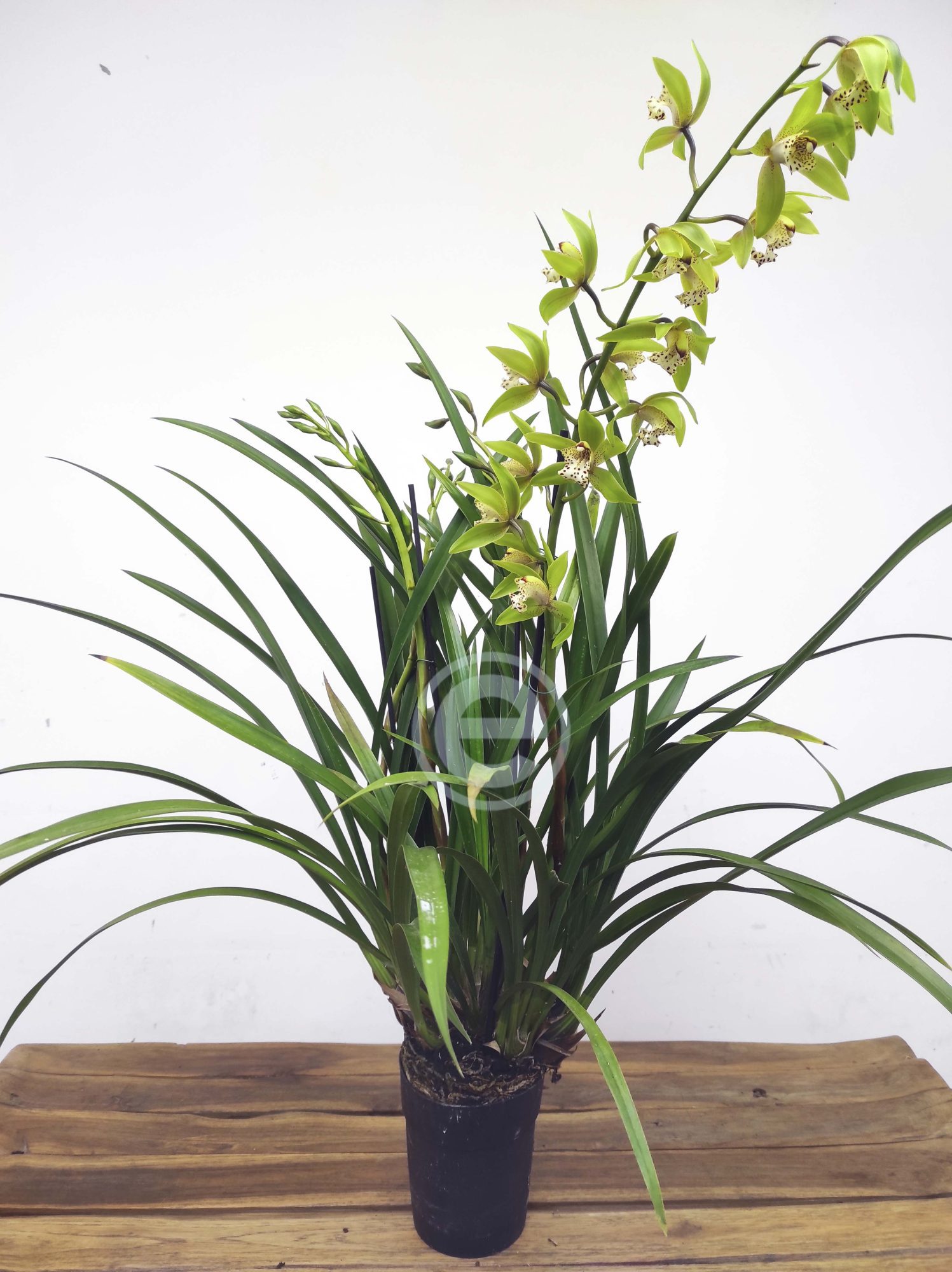Cymbidium - Flor Grande - Image 3