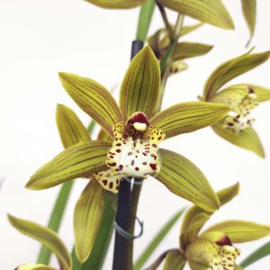 Cymbidium - Flor Grande