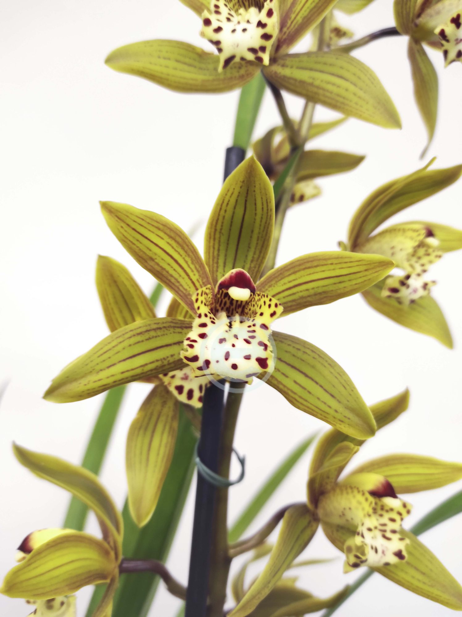Cymbidium - Flor Grande