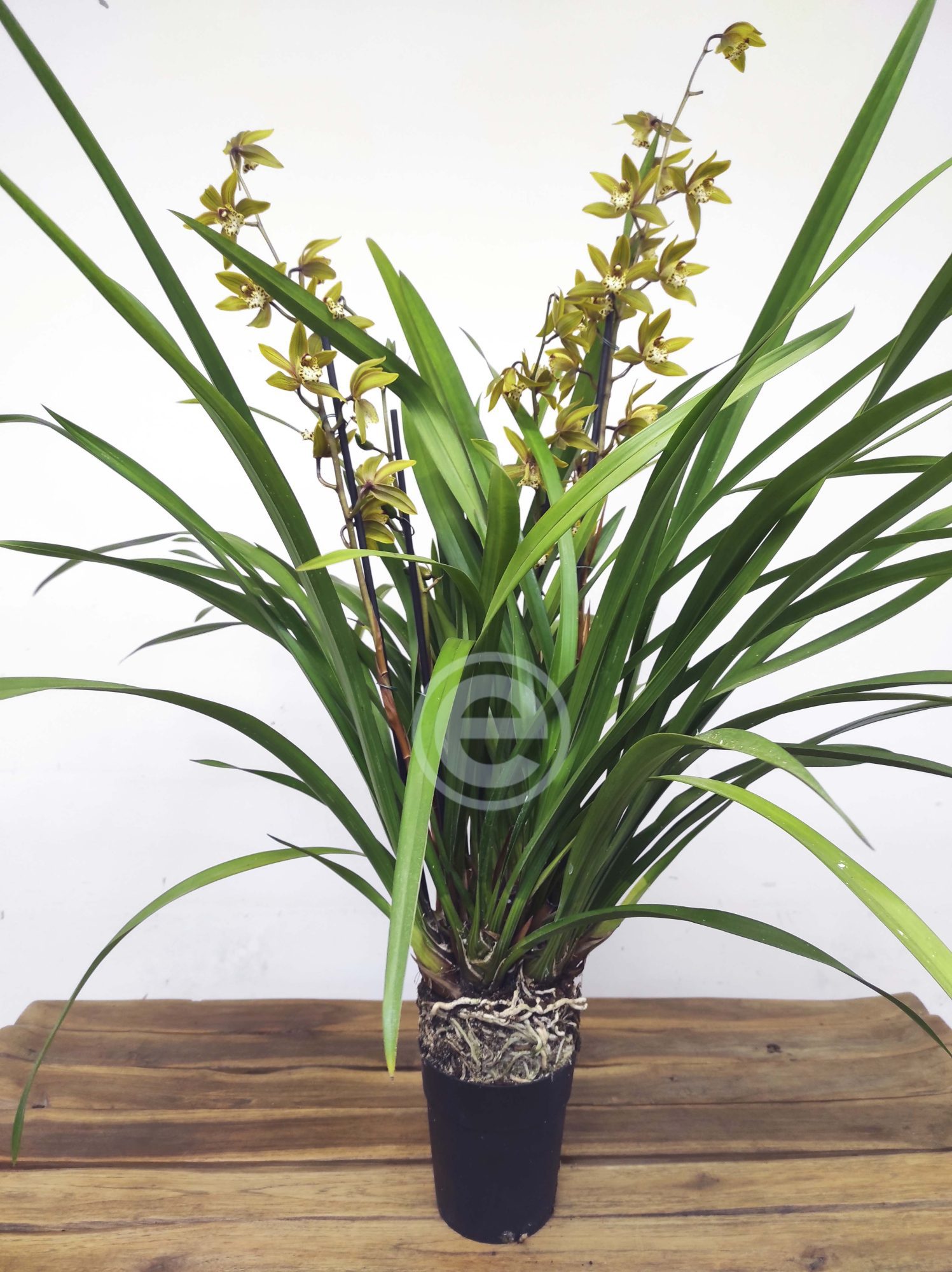 Cymbidium - Flor Grande - Image 2