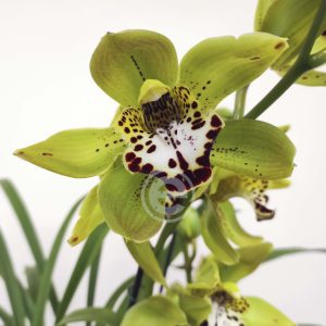 Cymbidium Patricia Lucy - Flor Grande