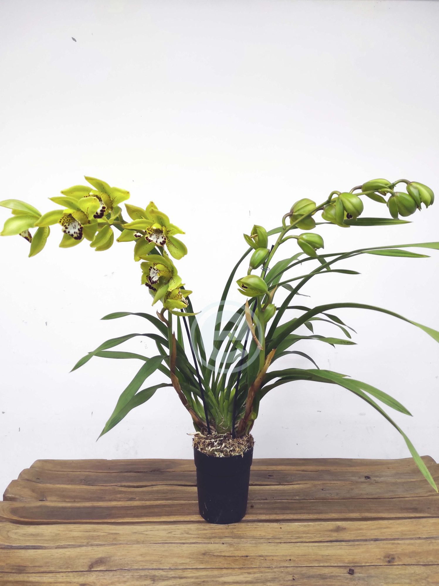 Cymbidium Patricia Lucy - Flor Grande - Image 2