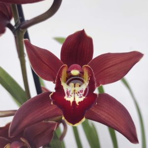Cymbidium Charles Mohrle - Flor Grande