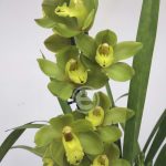 Cymbidium - Flor Grande