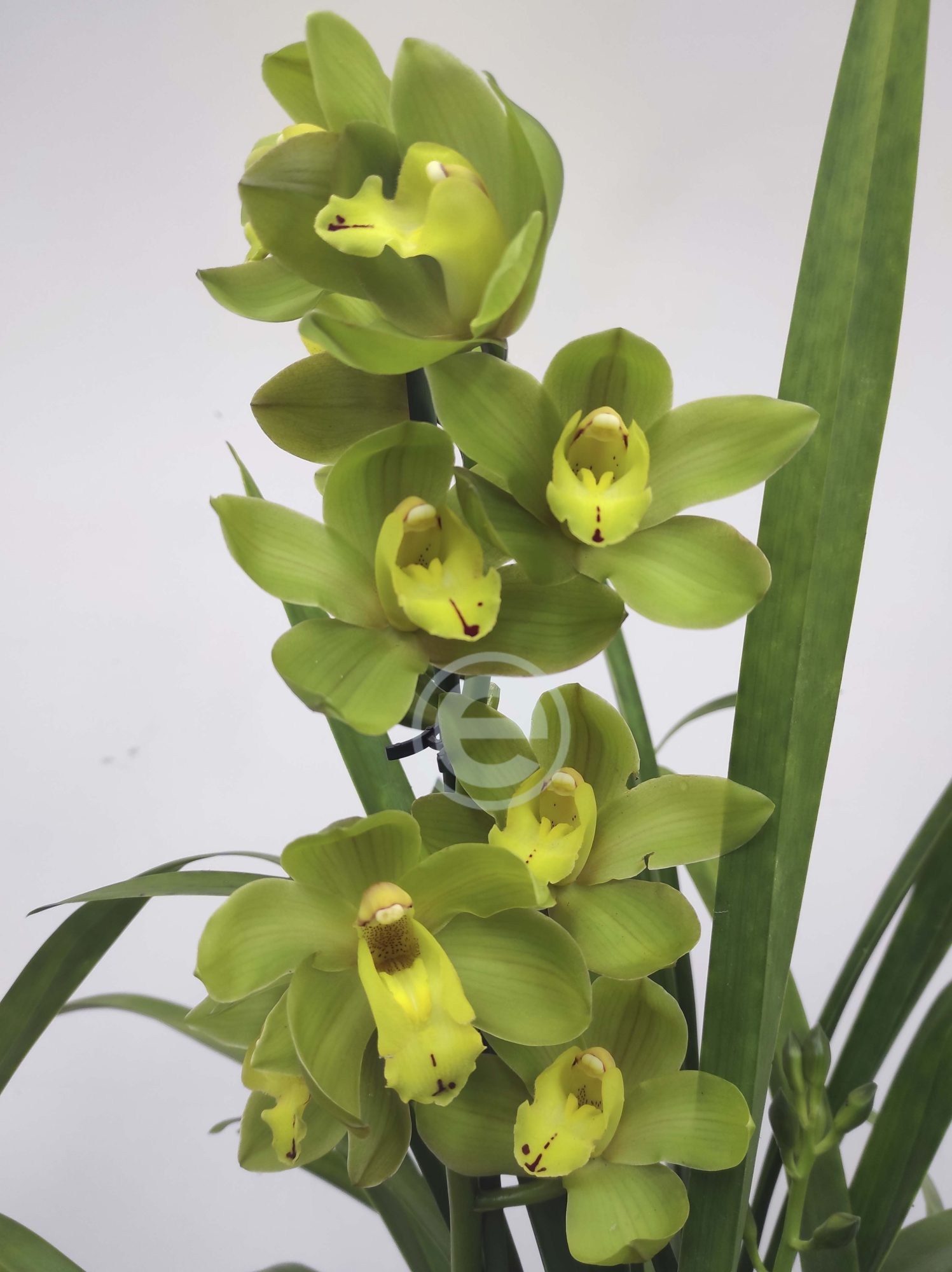 Cymbidium - Flor Grande